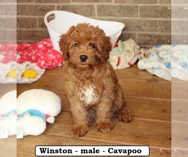 Medium Photo #6 Cavapoo Puppy For Sale in CLARKRANGE, TN, USA