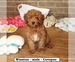 Small #5 Cavapoo