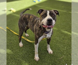 Mutt Dogs for adoption in Las Vegas, NV, USA