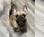 Small French Bulldog