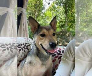 Mutt Dogs for adoption in Shillington, PA, USA