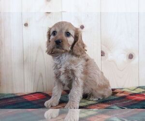 Cavapoo Puppy for sale in CANTON, OH, USA