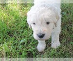 Small Photo #5 Goldendoodle Puppy For Sale in TURIN, NY, USA