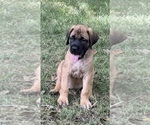 Puppy Ruby Mastiff