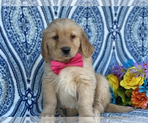 Golden Retriever Puppy for sale in LANCASTER, PA, USA
