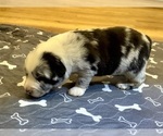 Small #10 Australian Shepherd