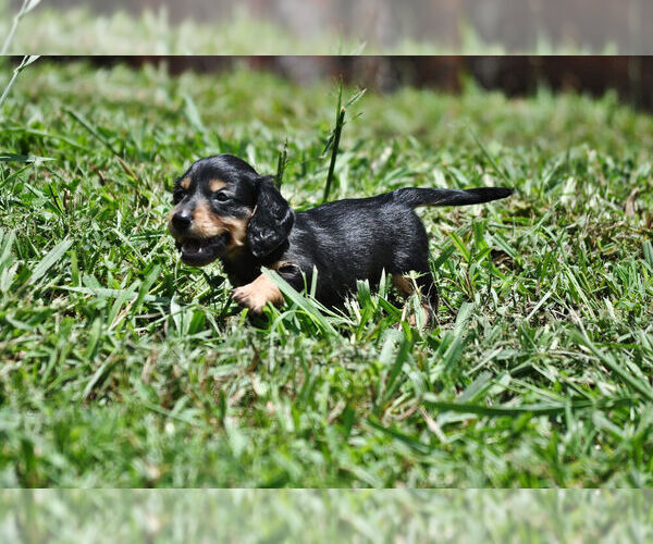 Medium Photo #2 Dachshund Puppy For Sale in STATESVILLE, NC, USA