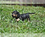 Small Photo #2 Dachshund Puppy For Sale in STATESVILLE, NC, USA