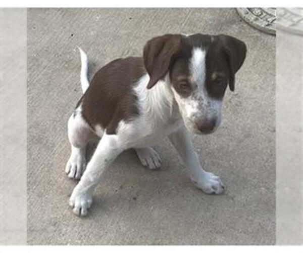 Medium Photo #1 Mutt Puppy For Sale in San Antonio, TX, USA