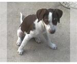Small Mutt