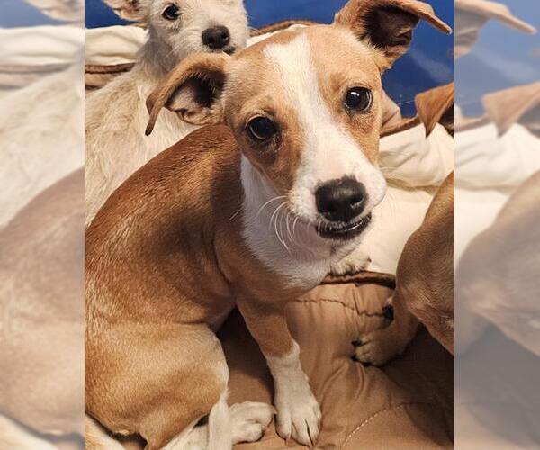 Medium Photo #1 Chihuahua Puppy For Sale in Bakersfield, CA, USA