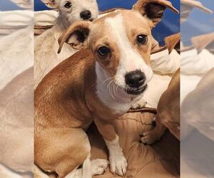 Chihuahua Dogs for adoption in Bakersfield, CA, USA