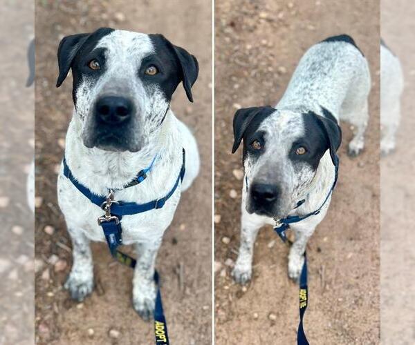 Medium Photo #4 Great Dane-Unknown Mix Puppy For Sale in Frisco, CO, USA