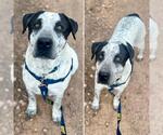 Small #3 Great Dane Mix
