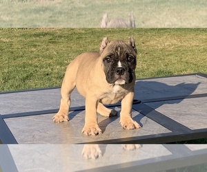 American Bully Puppy for sale in EAST WENATCHEE, WA, USA