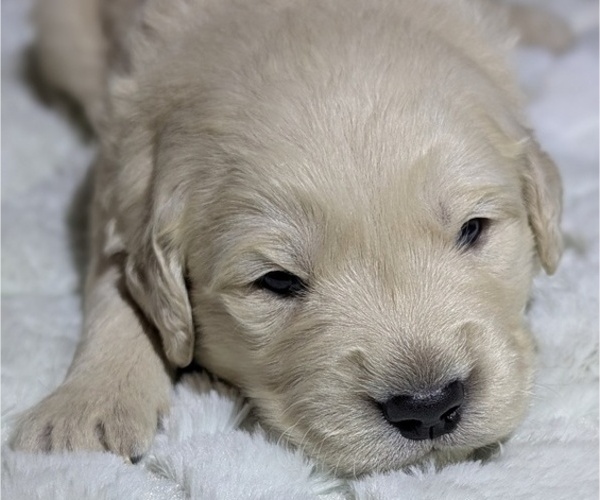 Medium Photo #2 Golden Retriever Puppy For Sale in MODESTO, CA, USA