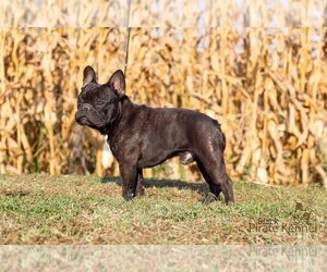 Father of the French Bulldog puppies born on 07/07/2023