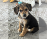 Small #1 Dachshund Mix