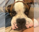 Small #2 Boxer