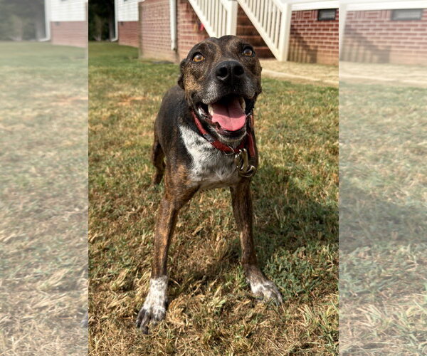 Medium Photo #2 Mountain Cur-Unknown Mix Puppy For Sale in Attalka, AL, USA