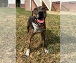 Small Photo #2 Mountain Cur-Unknown Mix Puppy For Sale in Attalka, AL, USA