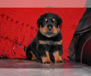 Rottweiler Puppy for sale in HARDWICK, MA, USA