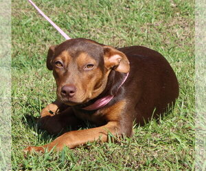 Bashful 44374 - Female Doberman Pinscher-Unknown Mix Dog for Adoption - Photo #2
