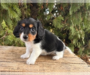 Dachshund Puppy for sale in MIDDLEBURY, IN, USA