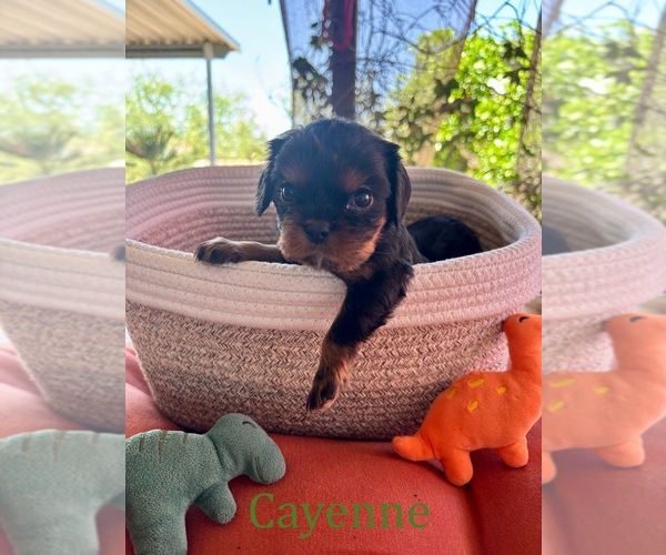 Medium Photo #9 Cavalier King Charles Spaniel Puppy For Sale in ORO VALLEY, AZ, USA