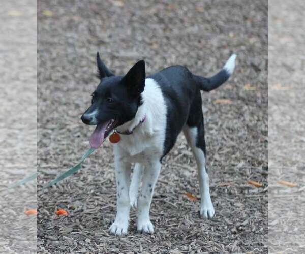 Medium Photo #6 Mutt Puppy For Sale in Paso Robles, CA, USA