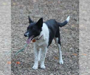 Nova - Female Mutt Dog for Adoption - Photo #6