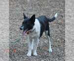 Small Photo #6 Mutt Puppy For Sale in Paso Robles, CA, USA