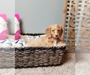 Dachshund Puppy for sale in GREENWOOD, IN, USA