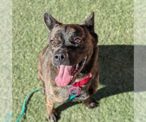 Holland Shepherd-Unknown Mix Dogs for adoption in Las Vegas, NV, USA