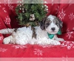 Small #1 Poodle (Toy)-ShihPoo Mix