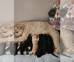 Small #8 Goldendoodle