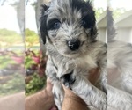 Small Photo #5 Aussiedoodle Puppy For Sale in LONGWOOD, FL, USA