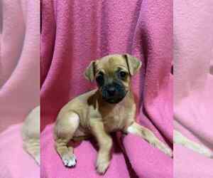 Medium Dachshund Mix