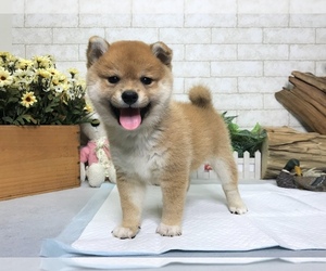 Japanese Shiba Inu Puppy For Sale