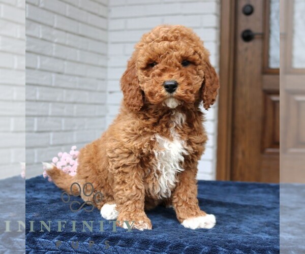 Medium Photo #1 Goldendoodle (Miniature) Puppy For Sale in NARVON, PA, USA