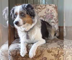 Mother of the Australian Shepherd puppies born on 04/24/2022