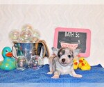 Puppy Yolo Chihuahua