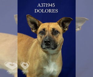 DOLORES - Female Rhodesian Ridgeback Dog for Adoption - Photo #2