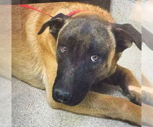 Mutt Dogs for adoption in Riverside, CA, USA