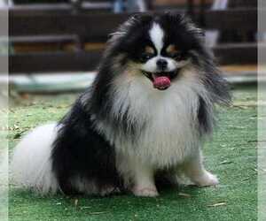 Father of the Pomeranian puppies born on 08/01/2022