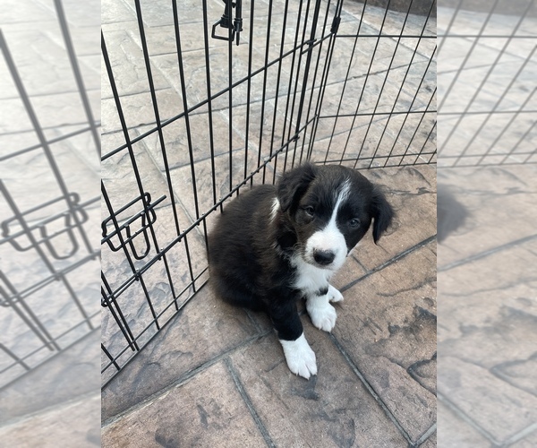 Medium Photo #2 Border-Aussie Puppy For Sale in SILVERDALE, WA, USA