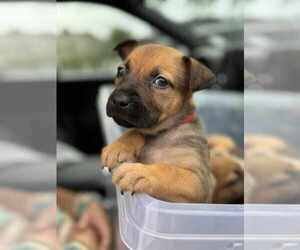 Labrador Retriever-Unknown Mix Dogs for adoption in Holly Springs, NC, USA