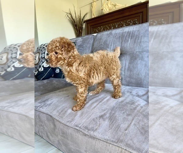 Medium Photo #26 Poodle (Toy) Puppy For Sale in HAYWARD, CA, USA