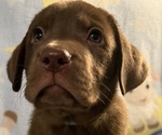 Small #19 Labrador Retriever
