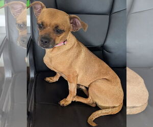 Chug Dogs for adoption in Shelbyville, TN, USA